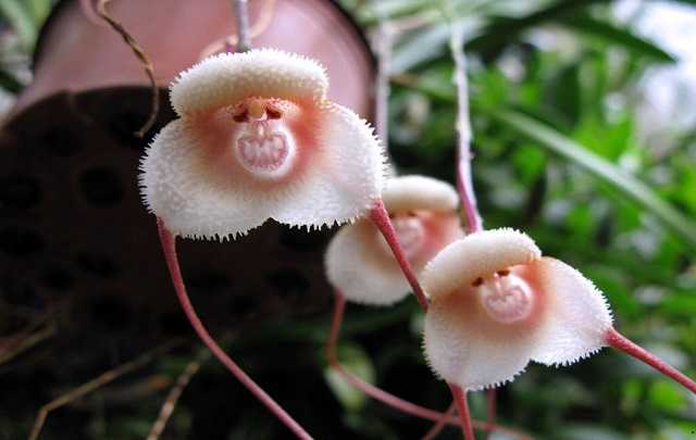 Image Name White monkey face orchid
