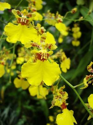 Image Name Yellow Dancing lady Orchid