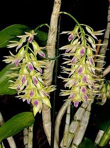 Image Name Yellow Dendrobium Amethystoglossum