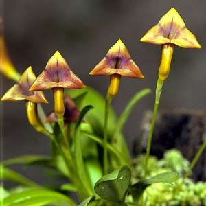 Image Name Yellow Masdevallia