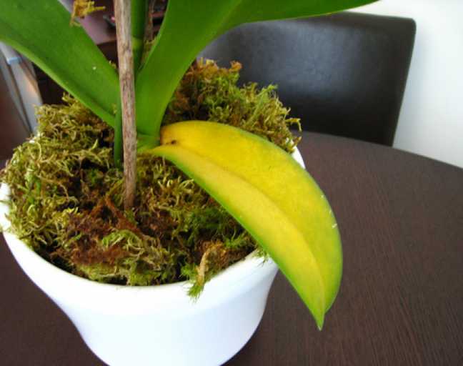 Image Name Yellow Spots On Orchid Leaves