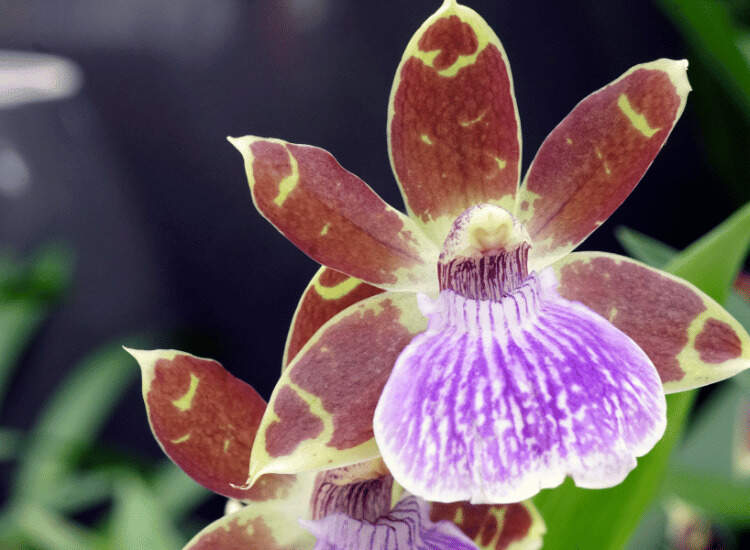 Image Name Zygopetalum 02
