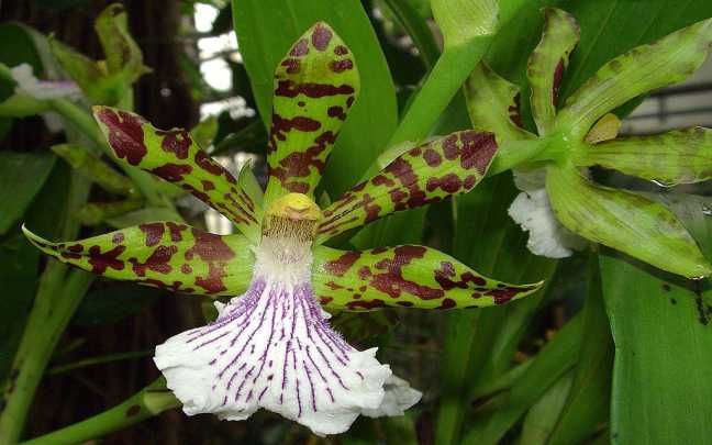 Image Name Zygopetalum crinitum 1