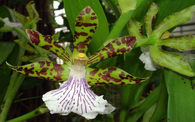Image Name Zygopetalum crinitum