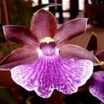 Zygopetalum Orchids - Species, Photos and How to Care