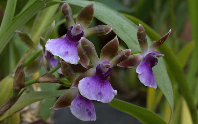 Image Name Zygopetalum
