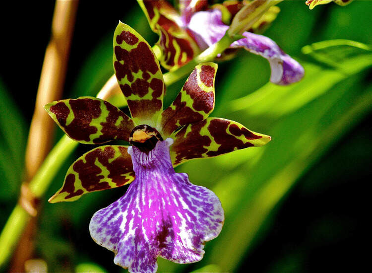 Image Name Zygopetalum orchid flower