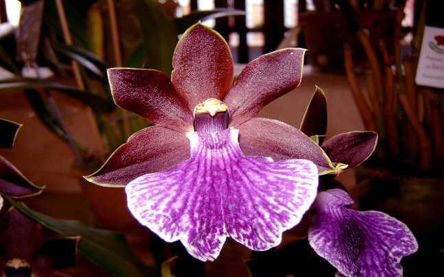 Image Name Zygopetalum orchid