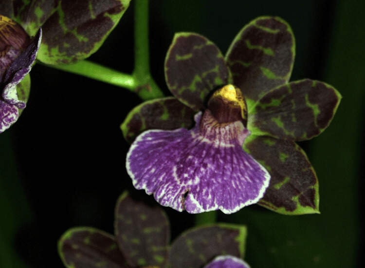 Image Name Zygopetalum