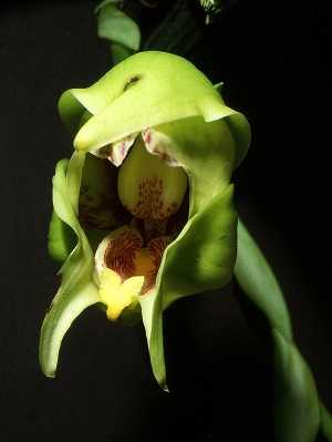 Image Name anguloa cliftonii