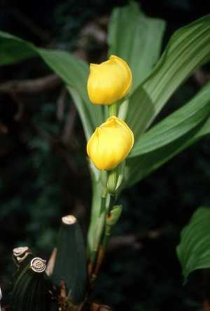 Image Name anguloa clowesii