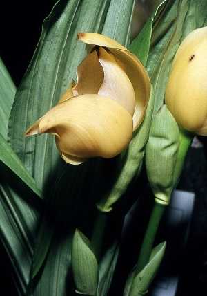 Image Name anguloa dubia