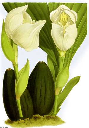 Image Name anguloa eburnea