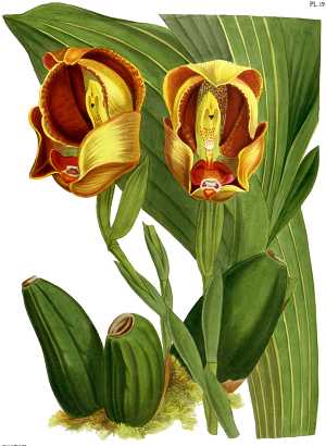 Image Name anguloa orchid