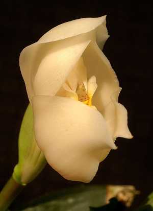 Image Name anguloa tognettiae