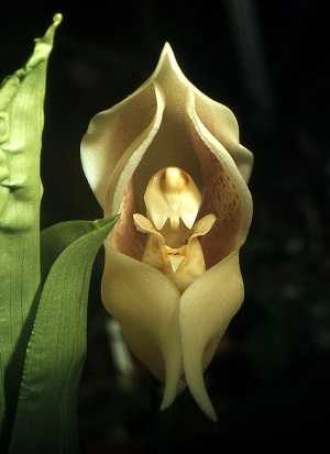 Image Name anguloa uniflora