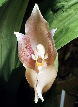 Image Name anguloa virginalis