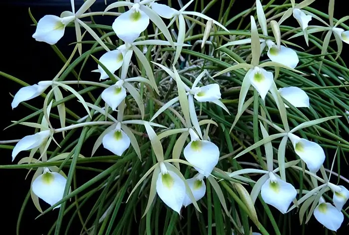 Image Name brassavola perrinii