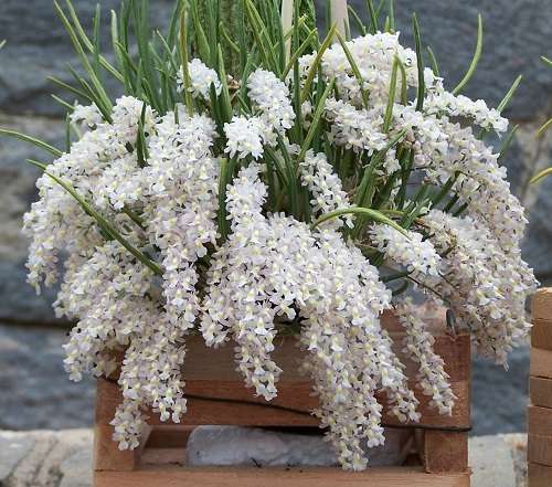 Image Name capanemia orchid