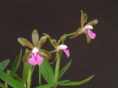 Image Name cattleya bicolor 2