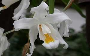 Image Name coelogyne Cristata 1