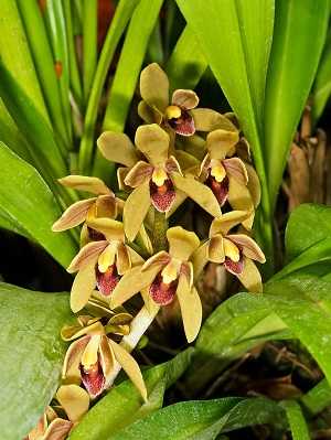 Image Name cymbidium devonianum