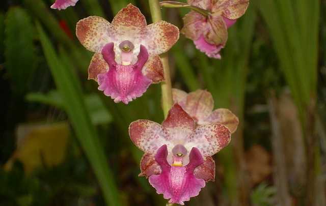 Image Name cyrtopodium orchid