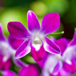 Cooktown Orchid (Dendrobium bigibbum): Care & Curiosities
