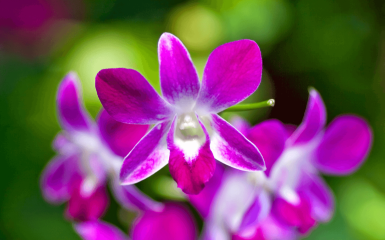 Cooktown Orchid (Dendrobium bigibbum): Care & Curiosities