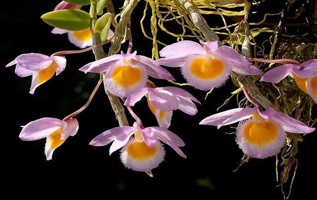 Image Name dendrobium loddigesii 2