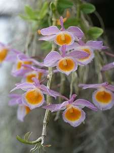 Image Name dendrobium loddigesii 3