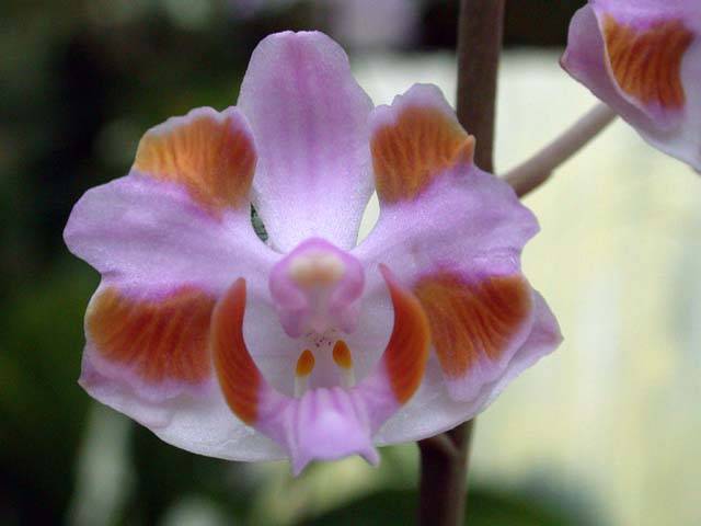 Image Name doritis orchid