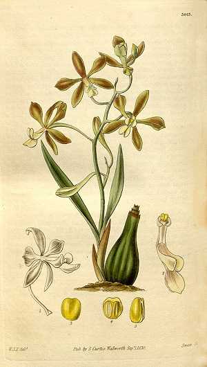 Image Name encyclia patens