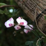 Epiphytic Orchids: Meaning, Species and Characteristics