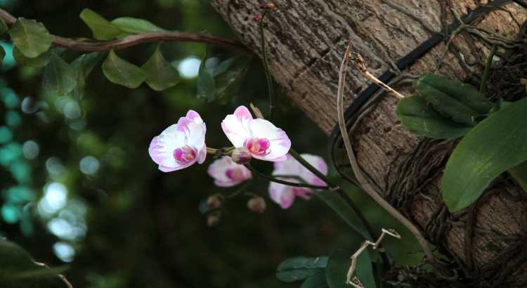 epiphytic orchids – featured image