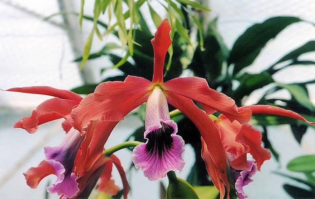 Image Name laelia tenebrosa