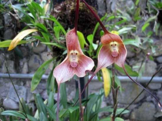 Image Name monkey face orchid 2
