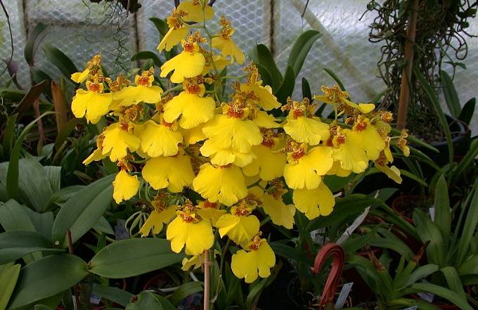 Image Name oncidium aloha