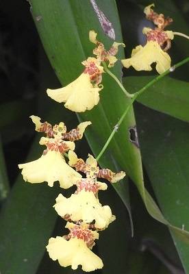 Image Name oncidium altissimum