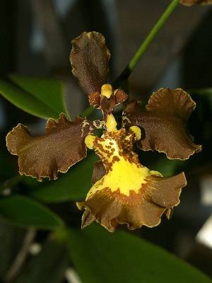 Image Name oncidium crispum