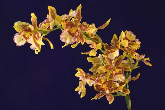 Image Name oncidium flowers 2