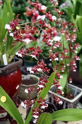 Image Name oncidium sharry baby