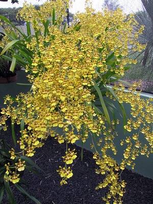 Image Name oncidium sphacelatum 2
