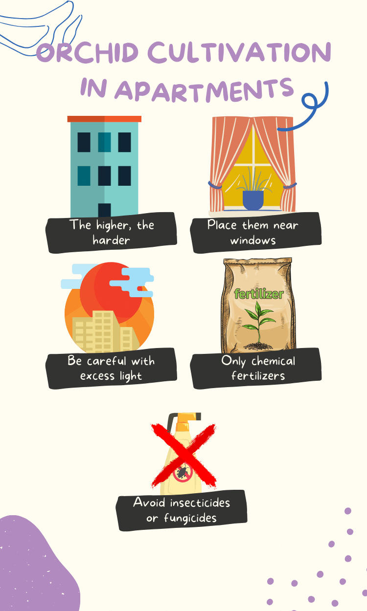 Image Name orchid cultivation in apartments