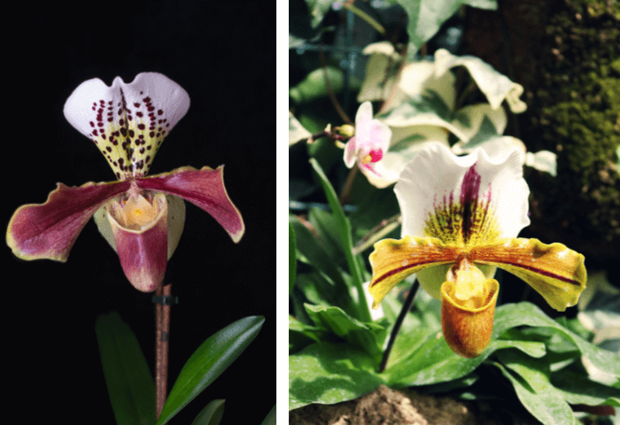 Image Name paphiopedilum 02