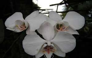 Image Name phalaenopsis aphrodite