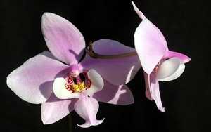 Image Name phalaenopsis schilleriana