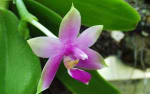 Image Name phalaenopsis violacea 1
