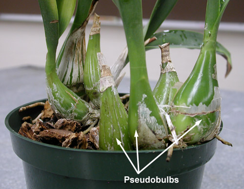 Image Name pseudobulb2