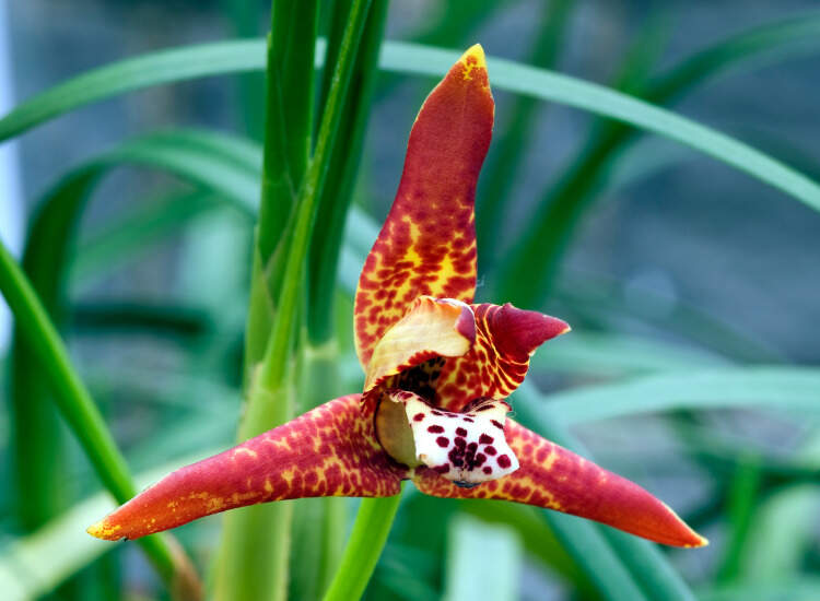 Image Name red Maxillaria orchid flower